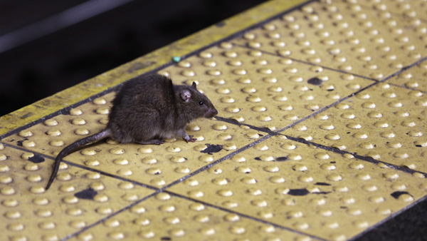[World Now] 뉴욕 거리로 뛰쳐나온 쥐떼 지하로 돌아갈까?
