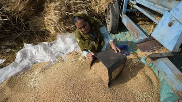 인도 밀 수출 통제‥식량보호주의 확산