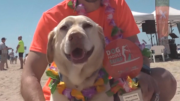 [World Now_영상] 파도 타는 강아지? 유럽 '견공 서퍼' 대회 열려