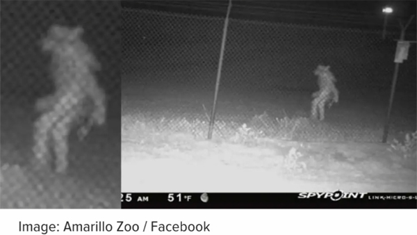[World Now_영상] 늑대 인간? 동물원 CCTV에 포착된 의문의 생명체