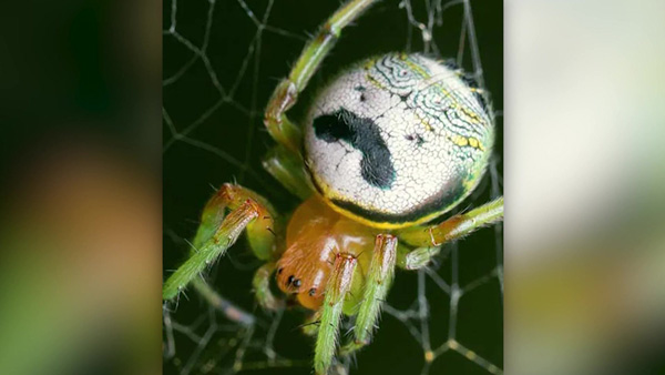 [World Now] 콧수염이 닮았네‥과자캐릭터를 쏙 빼닮은 거미?