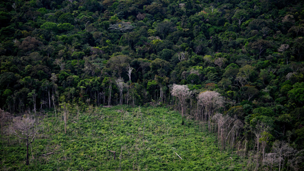 브라질 아마존 숲에서 작년 1초당 나무 18그루 사라져