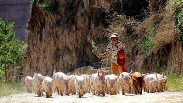 중국 2위 양돈업체, 위탁농가에 사료공급 중단‥돼지고기 가격 오르나?