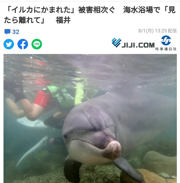 [World Now] "돌고래에게 물려 피 흘렸다" 일본 돌고래 피해 속출