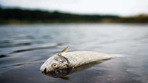 유럽 한복판 오데르강서 물고기 집단폐사‥"염도높고 수은검출"
