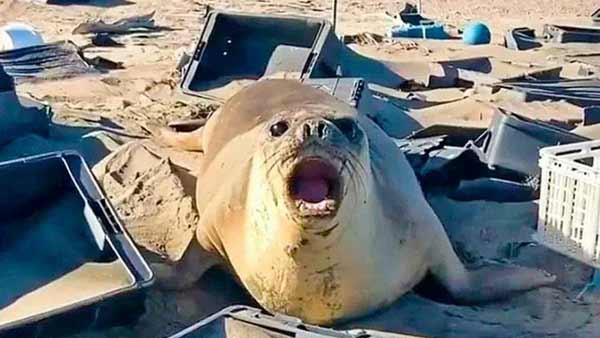 [World Now] "뱃속에 플라스틱 가득" 쓰레기더미에서 죽어가는 아르헨 바다표범들