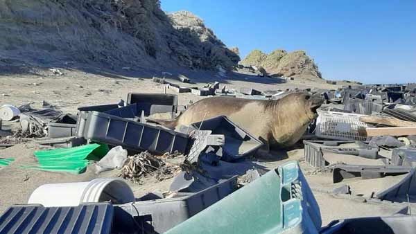 [World Now] "뱃속에 플라스틱 가득" 쓰레기더미에서 죽어가는 아르헨 바다표범들