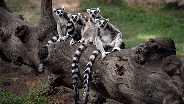 [World Now] 나무에서 살던 원숭이는 왜 땅으로 내려오고 있을까?