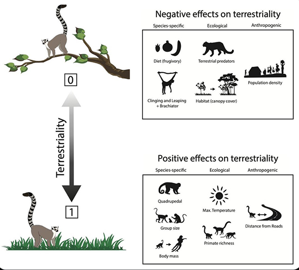 [World Now] 나무에서 살던 원숭이는 왜 땅으로 내려오고 있을까?