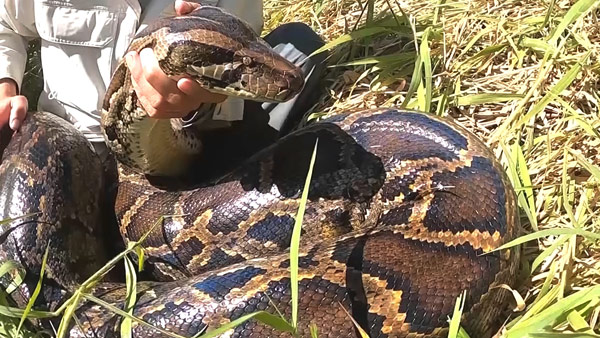 인도네시아 실종 여성, 7ｍ 비단뱀 뱃속에서 발견
