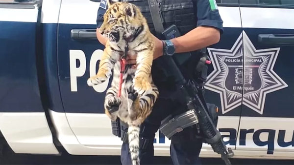 [World Now] 차 세워 트렁크 보니 호랑이 새끼가..