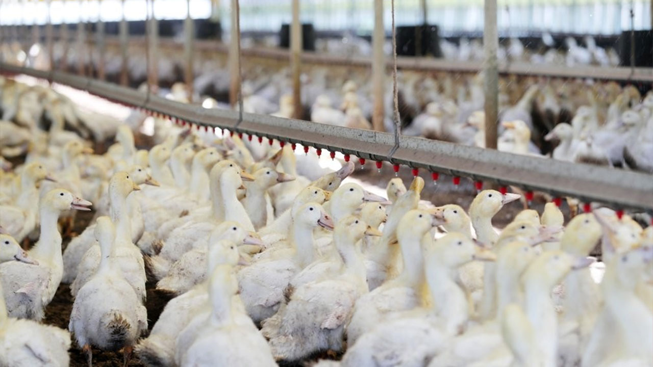 오리값 조절 위해 종오리 공급통제‥공정위, 오리협회에 과징금