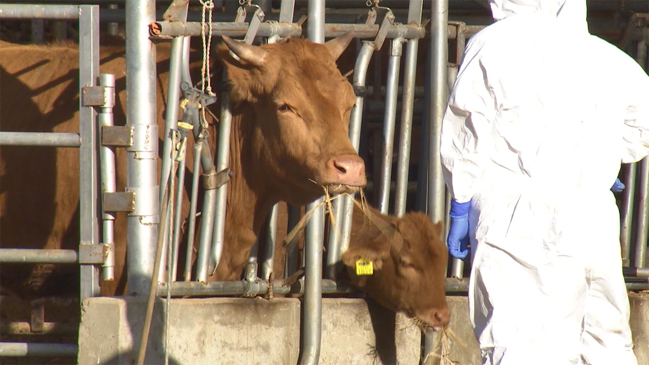 오늘 오전 8시 기준, 럼피스킨병 확진 52건