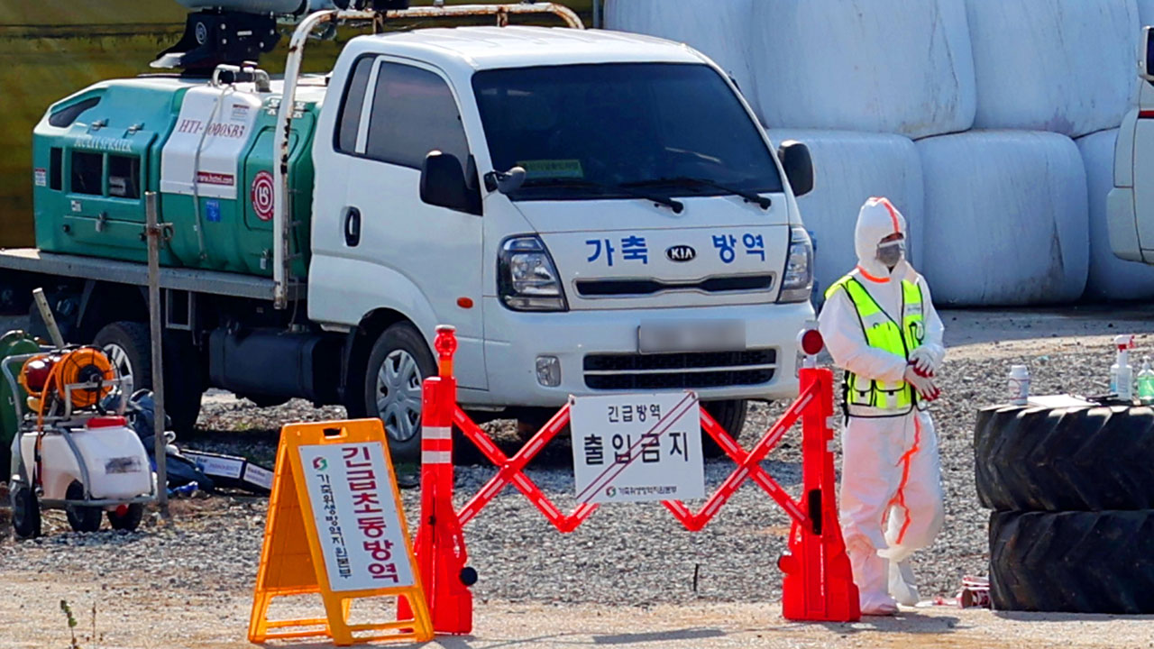 "럼피스킨 안정화 추세‥일부선 산발적 발생 가능성도"