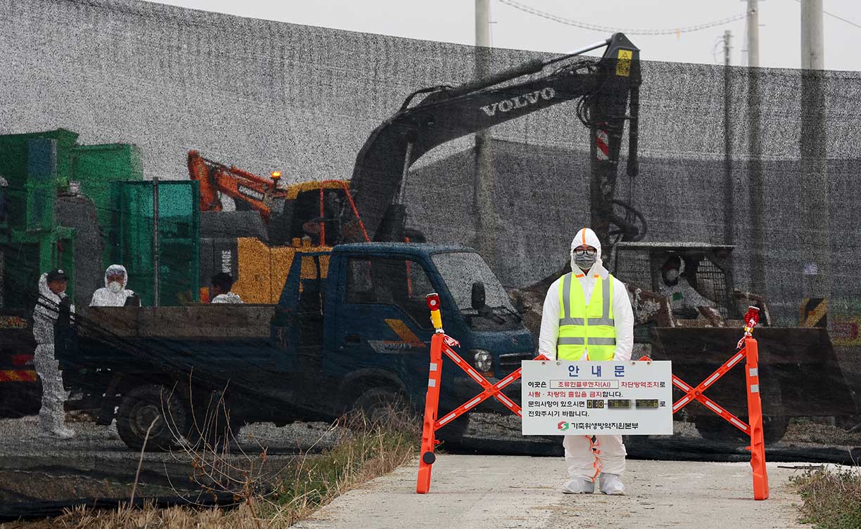 부안 오리농장 두 곳 서 AI 항원‥고병원성 조사 중