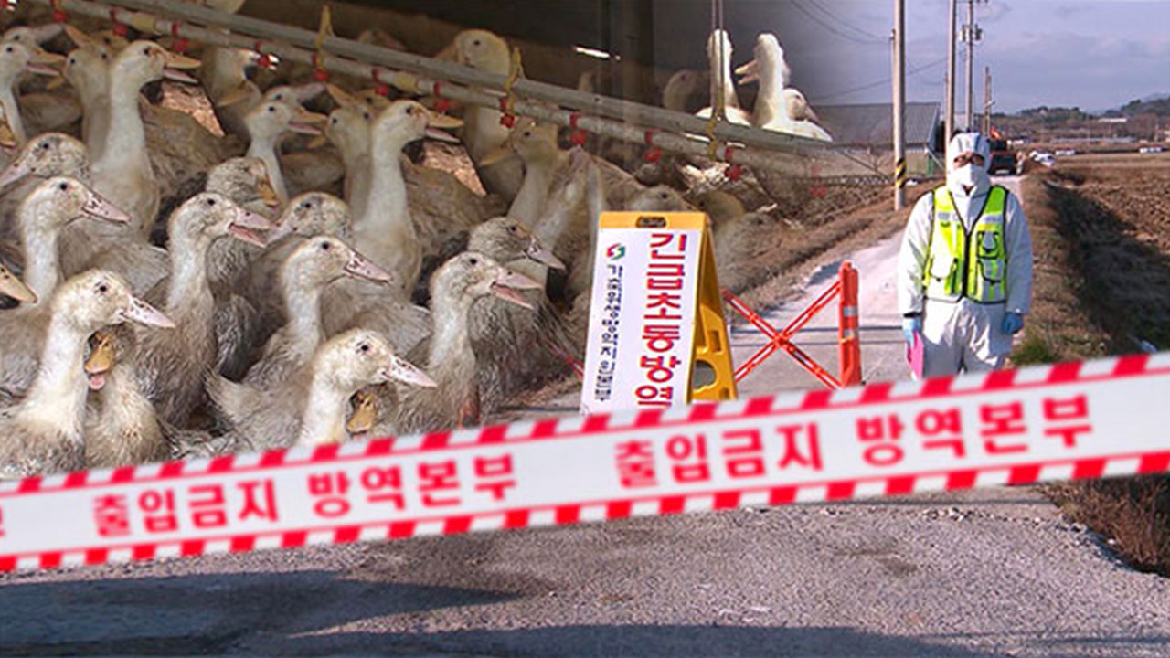 조류인플루엔자 확진 잇따라‥피해 확산 우려