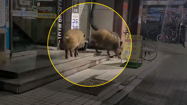 경기 성남시 2025 바카라사이트 2마리 출몰‥모두 사살