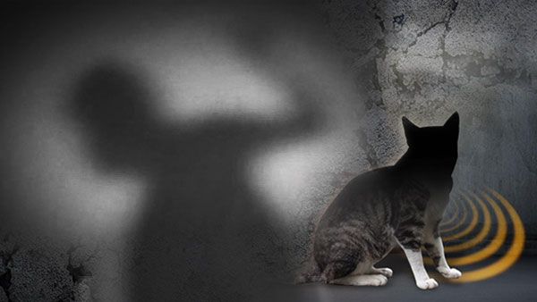 수원 주점에서 고양이 학대하고 흉기 난동‥30대 남성 구속