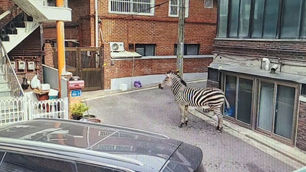 어린이대공원서 탈출한 얼룩말, 3시간 반만에 집으로 돌아가