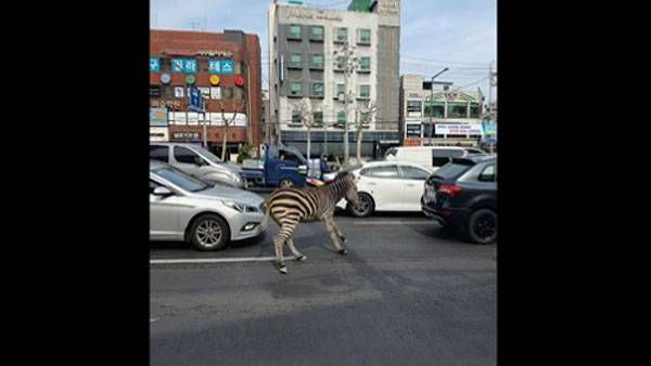 어린이대공원서 탈출한 얼룩말, 3시간 반만에 집으로 돌아가