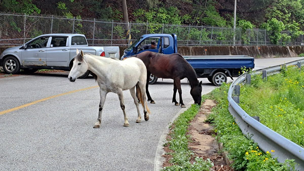 춘천서 우리 탈출한 말 두마리, 도로 활보하다 붙잡혀