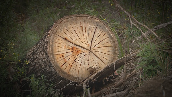 양평군 야산에서 벌목 중 25미터 나무에 깔려 숨진 60대 남성