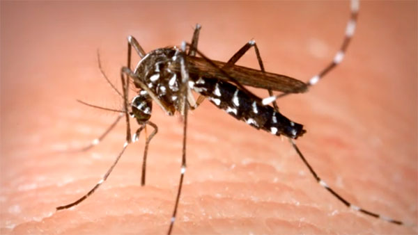 잦은 비와 높은 기온‥말라리아 옮기는 모기 급증
