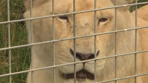 경북 고령군 동물농장서 암사자 1마리 탈출