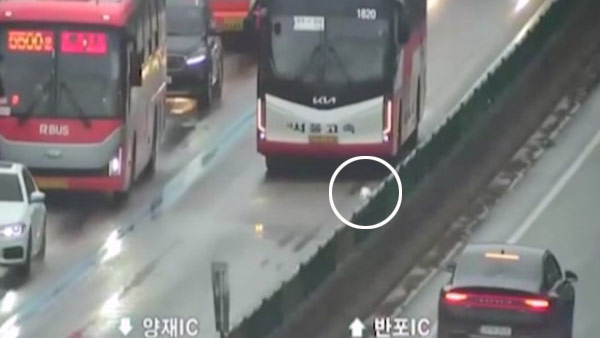 경부고속도로 '반포IC-만남의 광장' 5km 달린 강아지‥일대 차량 정체