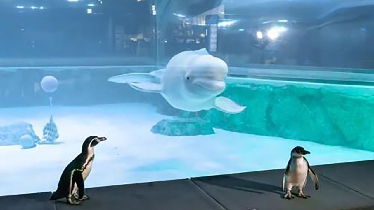 '벨루가 방류 촉구 시위로 7억 원 피해' 롯데에 고소당한 시민단체 활동가 검찰 송치