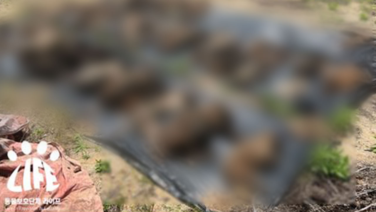 여주서 개 100여 마리 암매장시킨 동물보호소 업주 등 검찰 넘겨져 