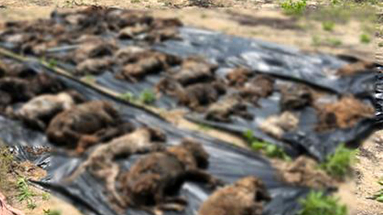 반려동물 61마리 암매장한 동물보호소 운영자 등 재판행