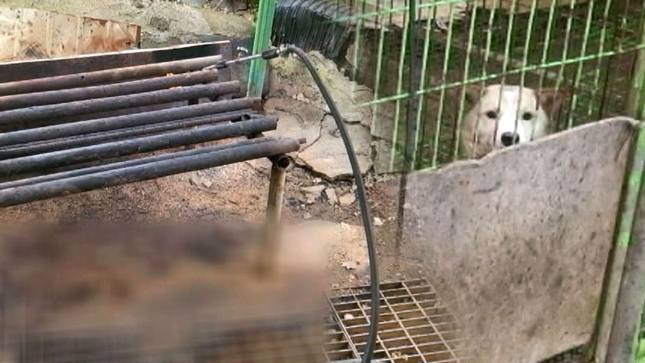 '전기 쇠꼬챙이로 도살' 경기도, 불법 개 도살장 적발