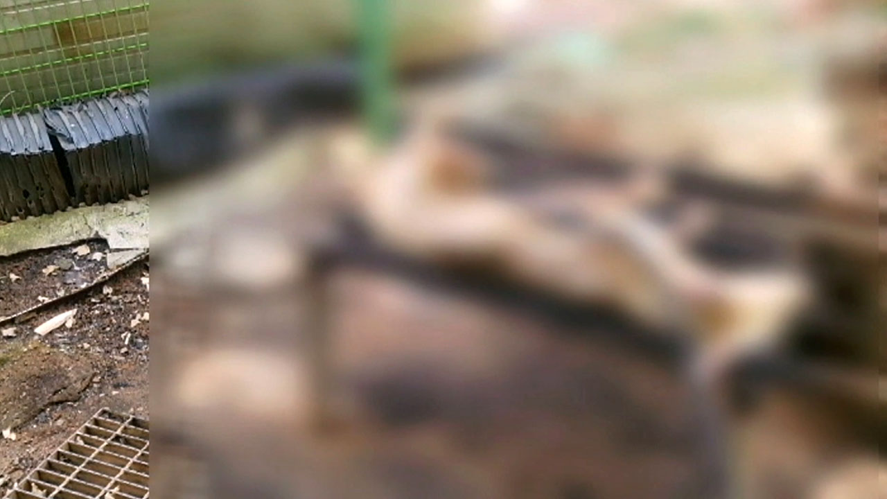 '전기 쇠꼬챙이로 도살' 경기도, 불법 개 도살장 적발