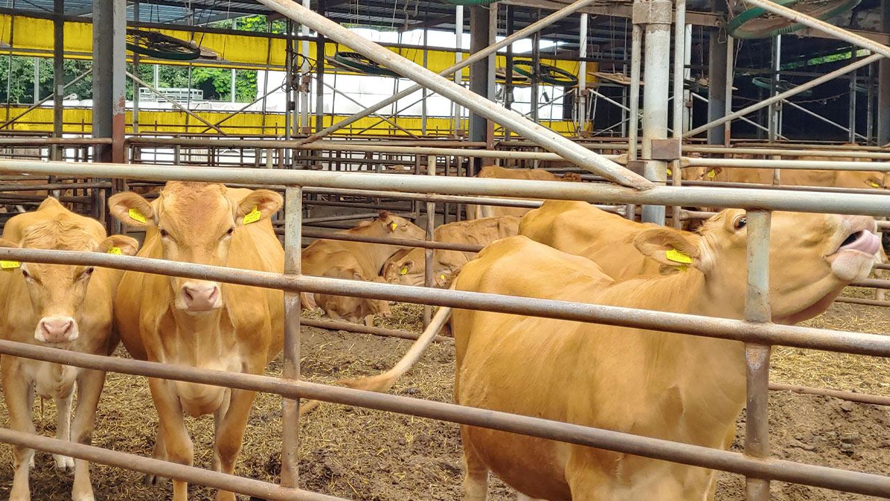 지자체 재량 가축 사육 제한‥헌재 "주민·환경 고려 필요성 인정"