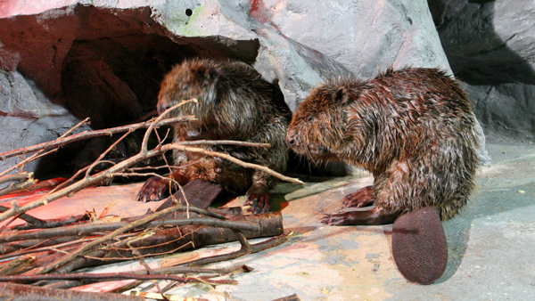 "설치류 '비버'가 러시아 군 침공 경로 차단"