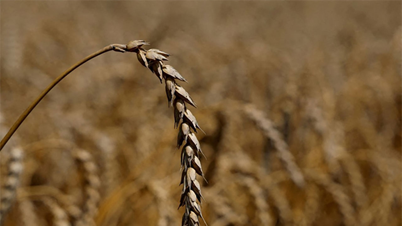EU, 5개국 우크라 곡물 '직접수입 금지' 16일부터 해제