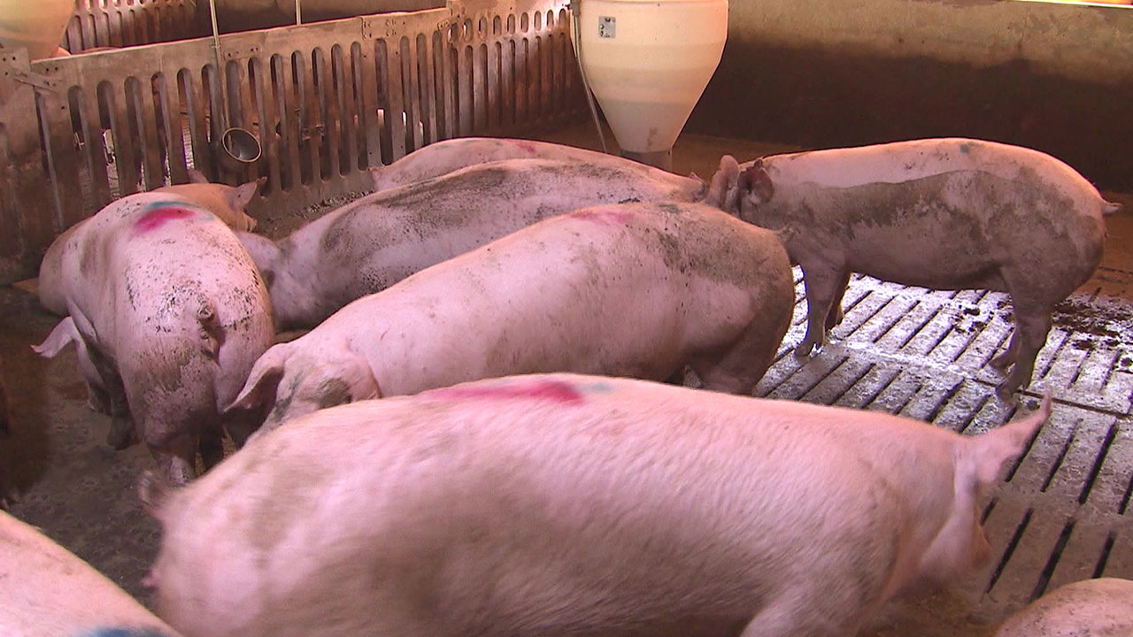 영국서 돼지인플루엔자 인체감염‥"돼지 근처 가지 않은 사람"