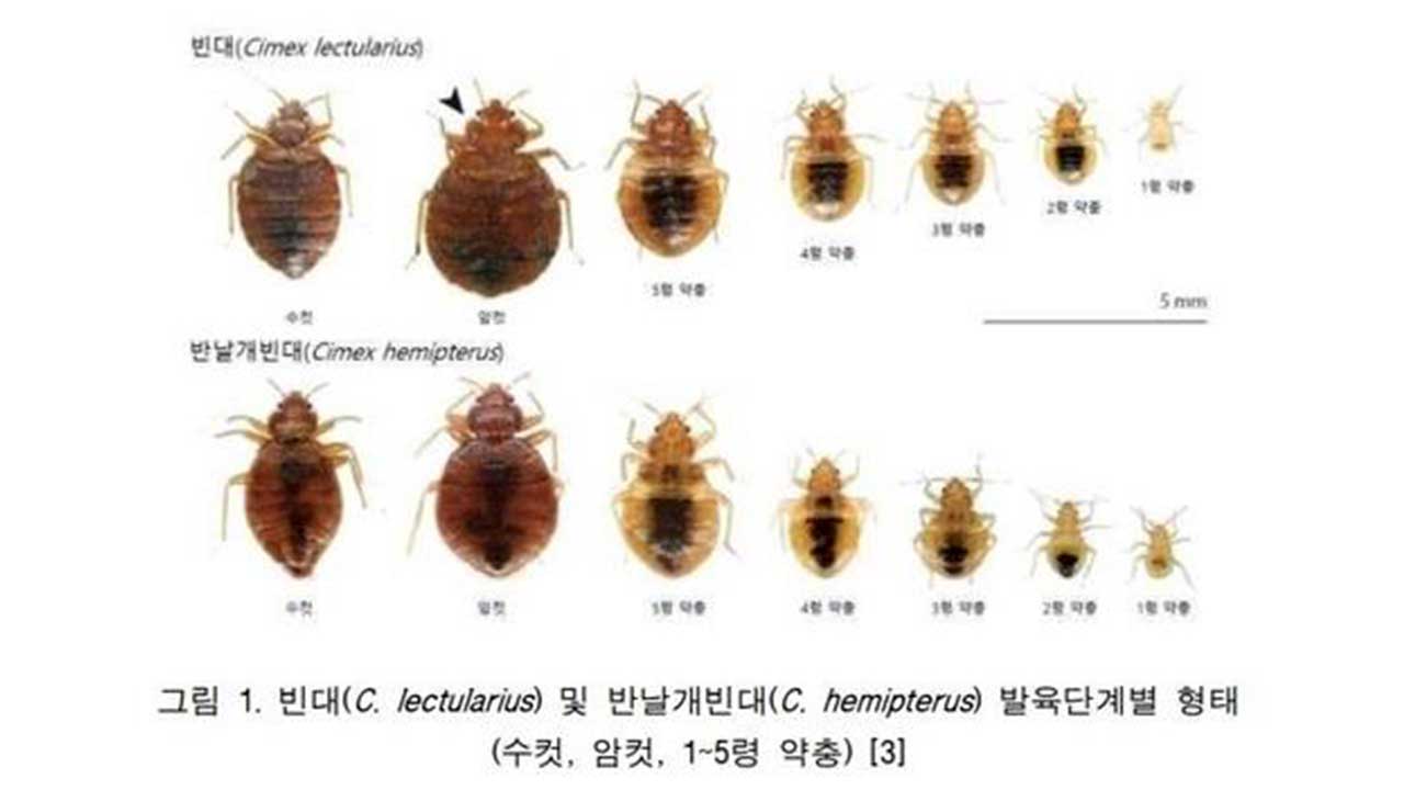 일본, 올해 빈대 상담 건수 역대 최다