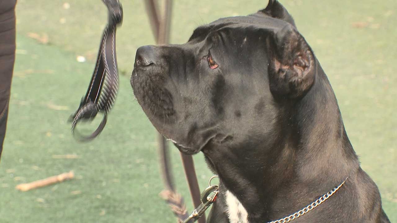 맹견 기르려면 시장·도지사 허가 받아야