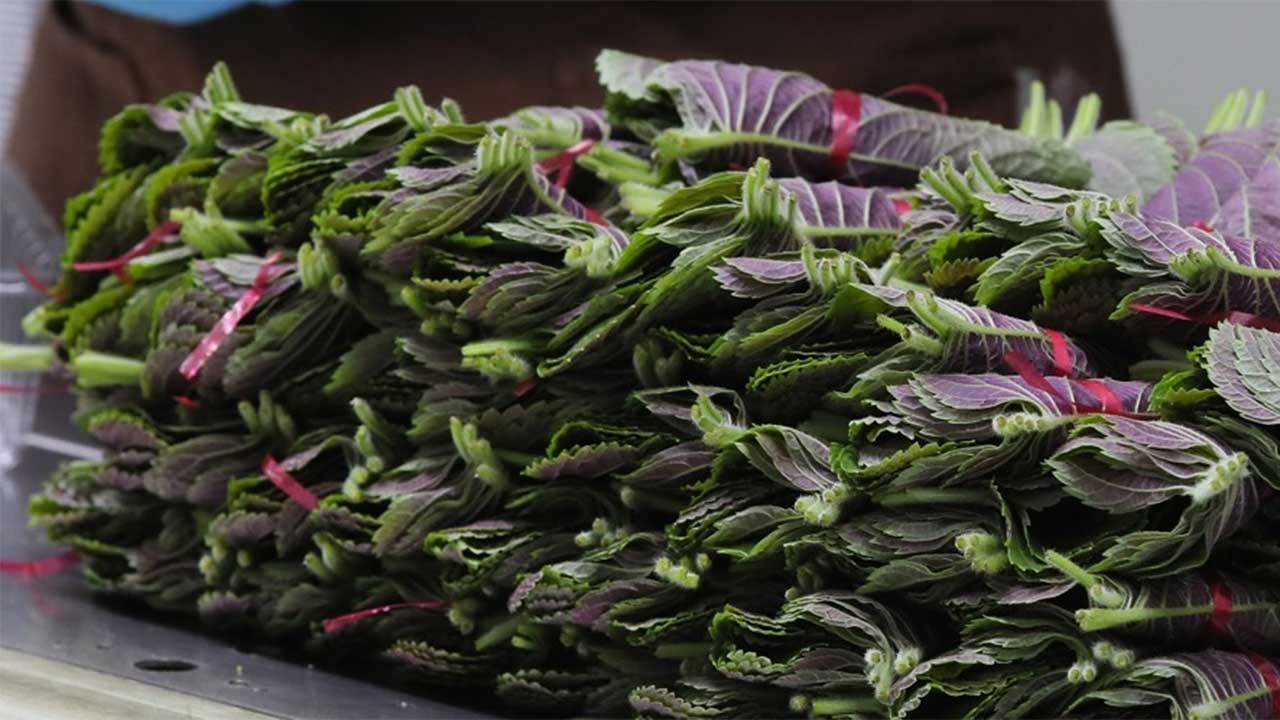 깻잎 한 장에 100원‥폭염에 상추·오이·고추도 고공행진