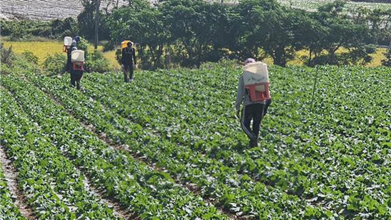 정부 "배추 생육관리 강화"‥농협·도매법인, 약제비 11억 원 지원