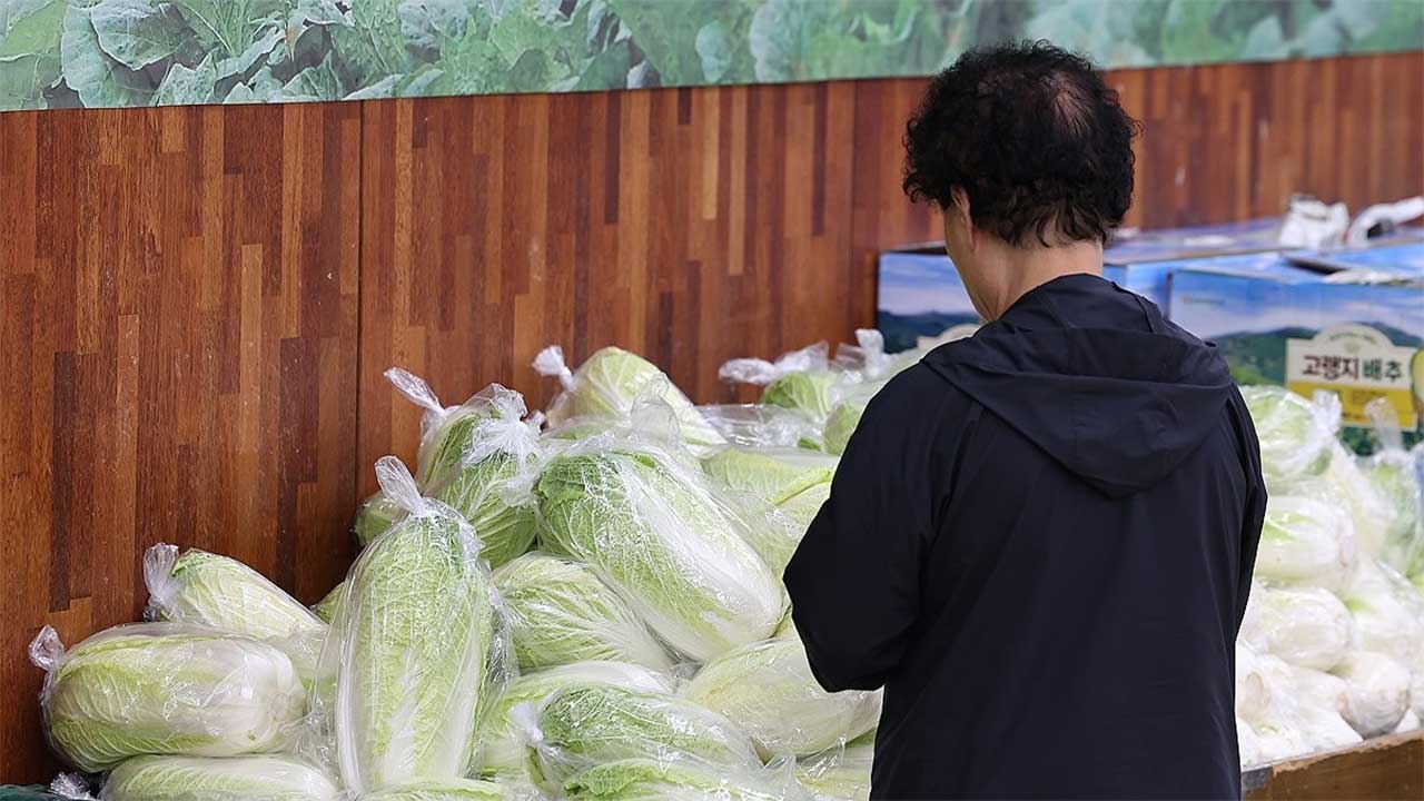 농식품부, 배추 출하지역 확대‥"이달 하순에 가격 하락 체감"