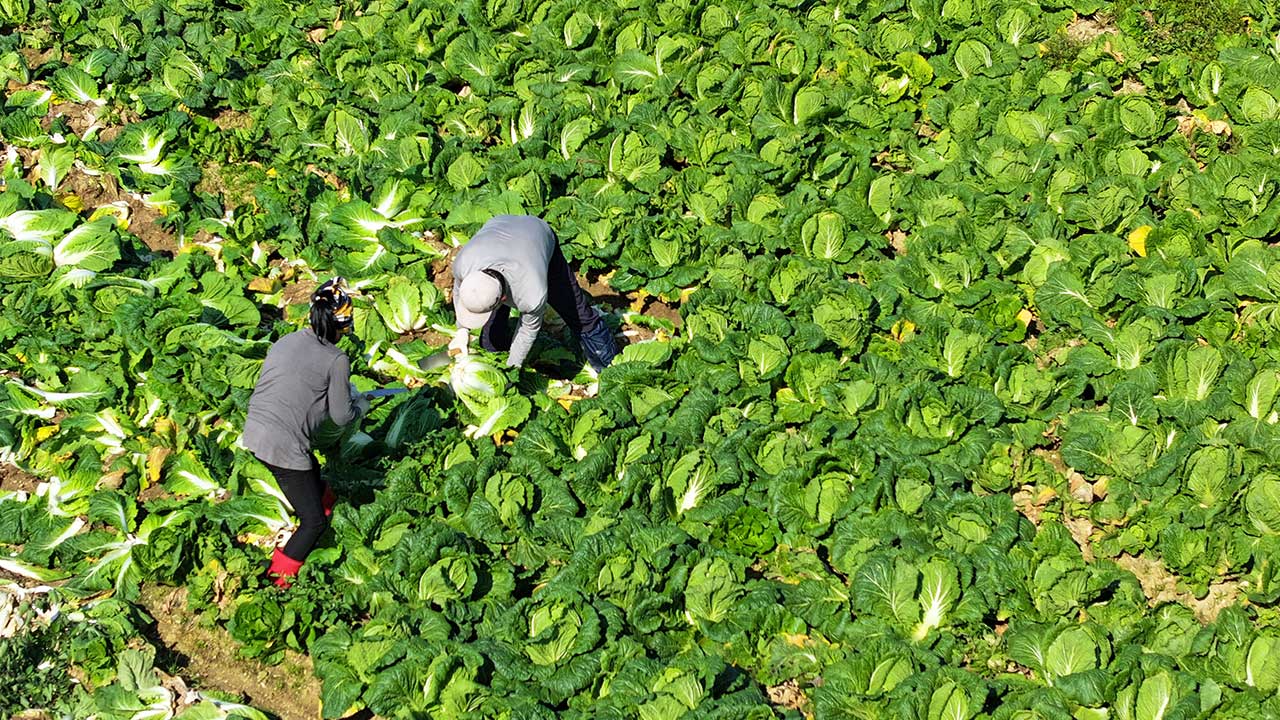'금배추 막아라' 내년 봄배추 비축물량·기간 1.5배로 늘린다