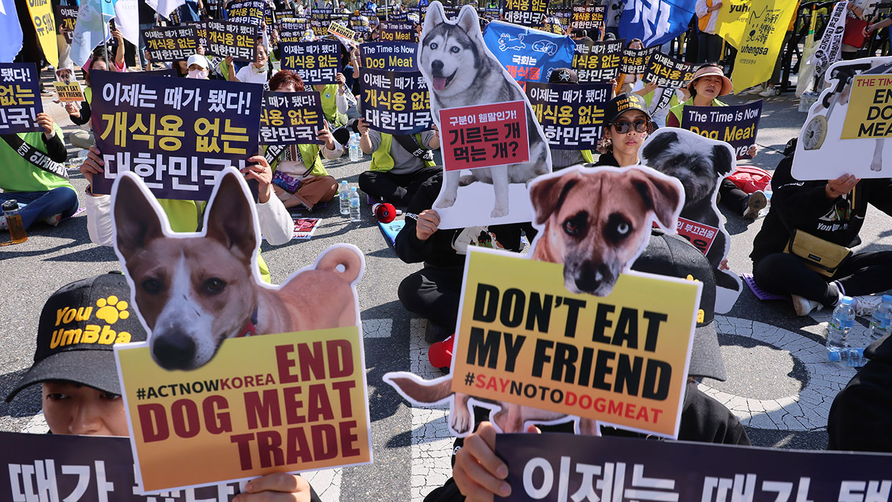 '개 식용 금지법' 법사위 통과‥내일 본회의 처리