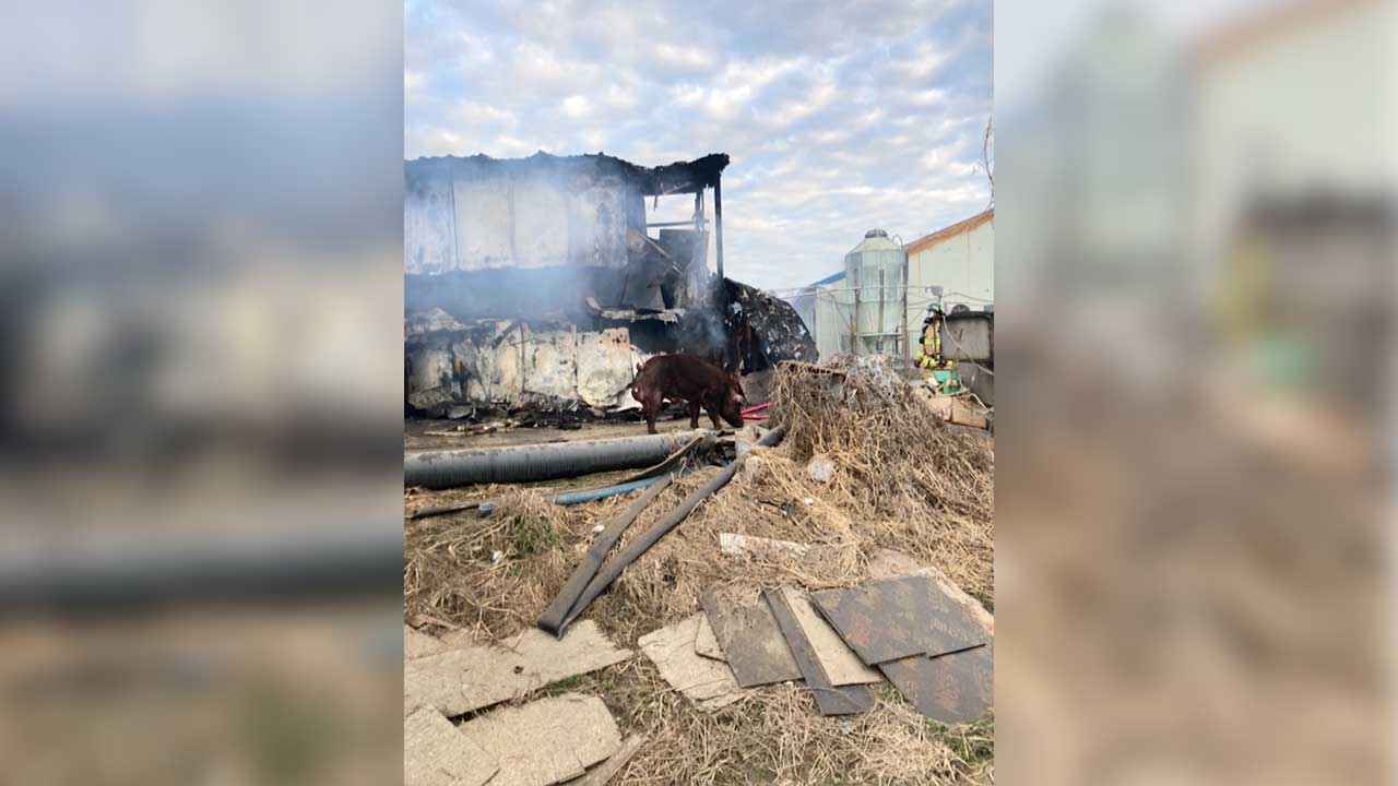 전북 군산 축사 화재‥돼지 4천5백 마리 폐사