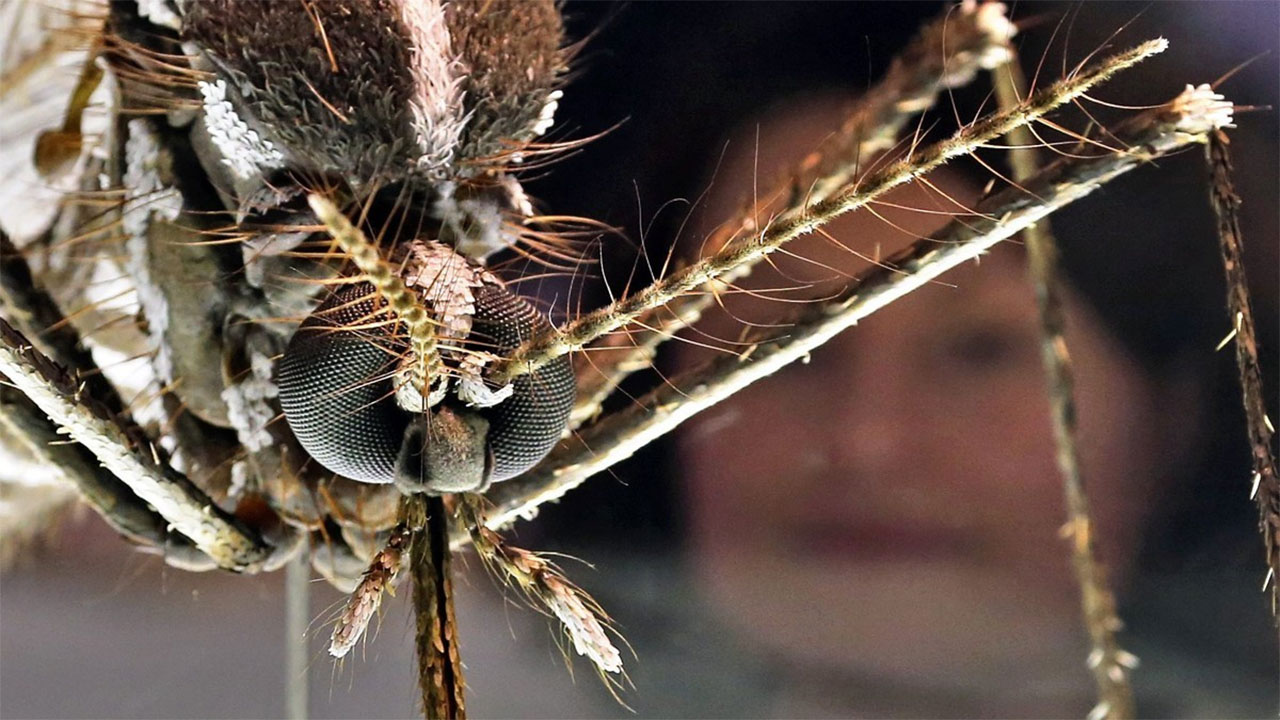 중남미·동남아 여행할 때 모기 조심하세요‥뎅기열 환자 급증