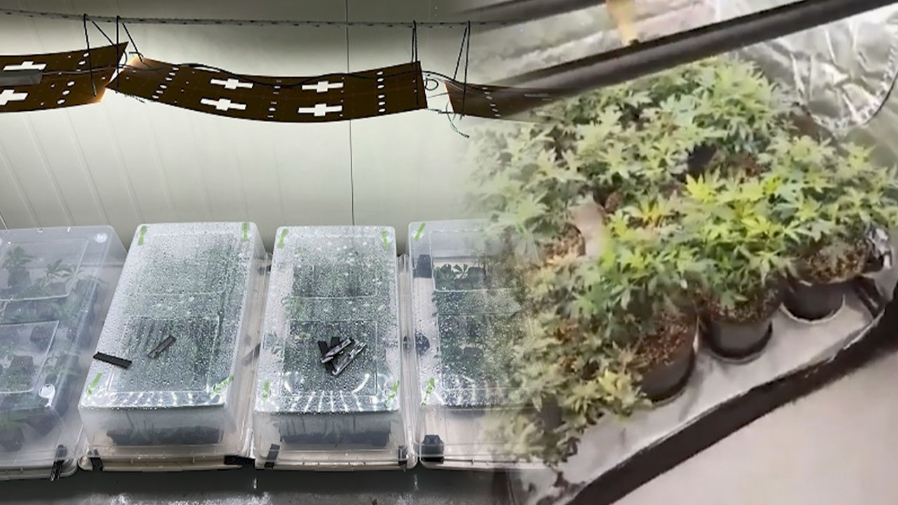 아파트서 시가 '18억 원' 대마 재배한 일당 붙잡혀‥5명 구속