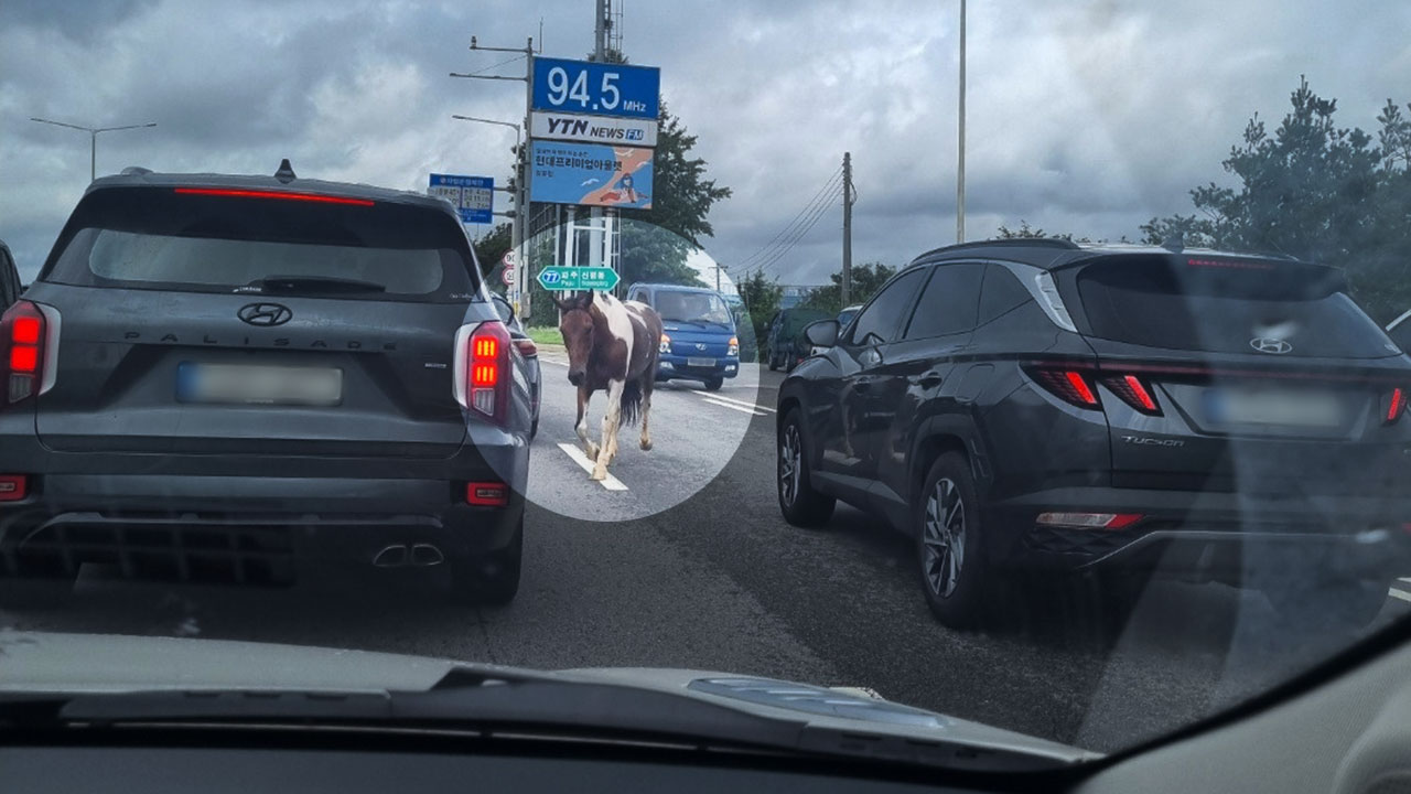 고양시 자유로 한복판 달린 말‥20분 만에 포획