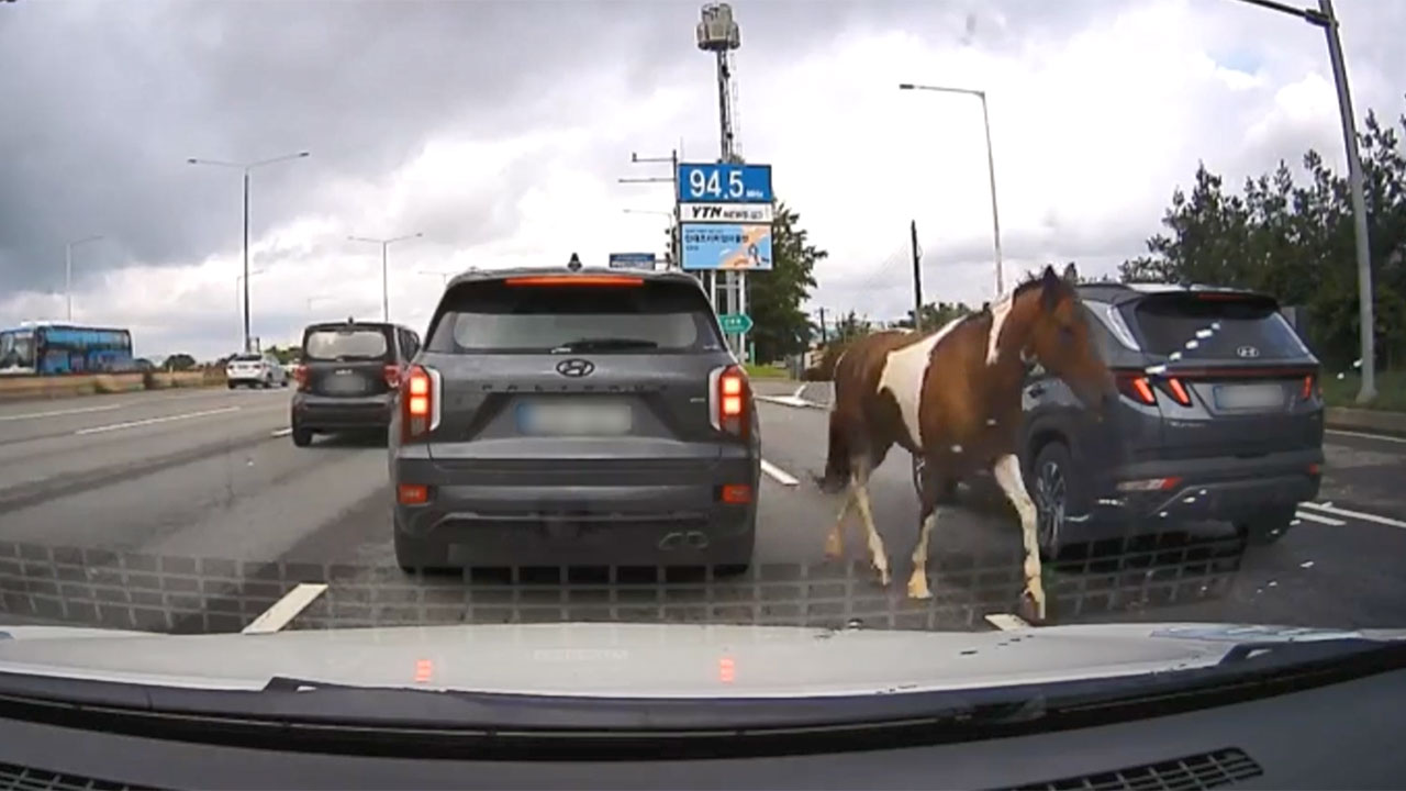 고양시 자유로 한복판 달린 말‥20분 만에 포획